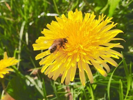 Beekeeping in spring