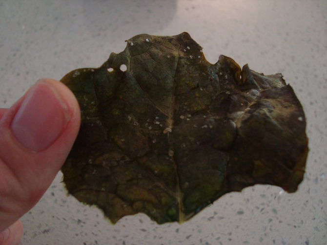 Collards - Chip Style!