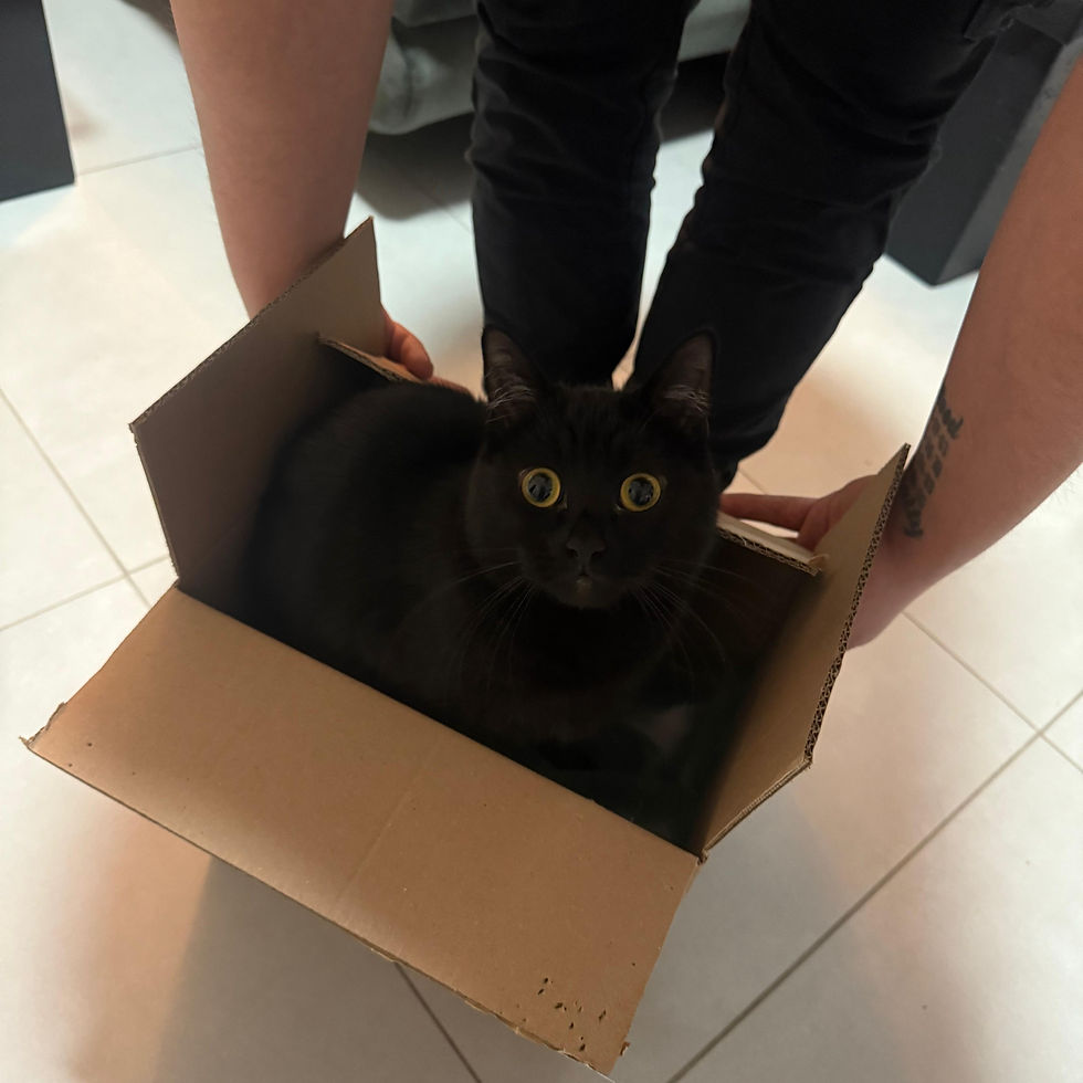 Black cat with wide eyes sits in a brown cardboard box
verhuizen met huisdieren België