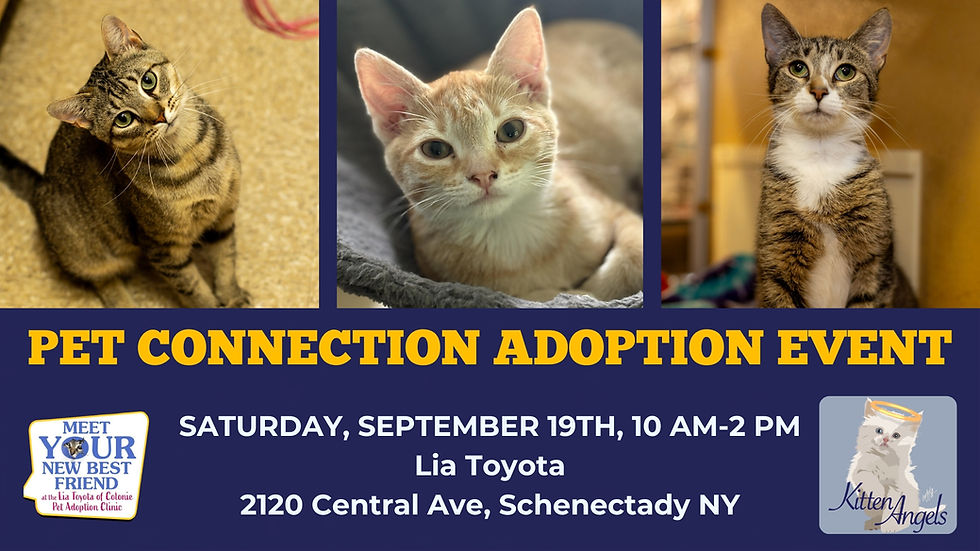 Meet Your New Best Friend | Lia Toyota Adoption Day 2026