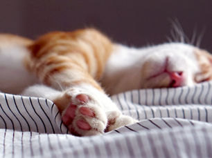 Cat sleeping on a white striped blanket after adoption