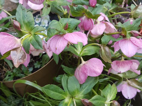 April shower brings on the flowers....