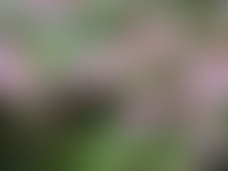 April shower brings on the flowers....