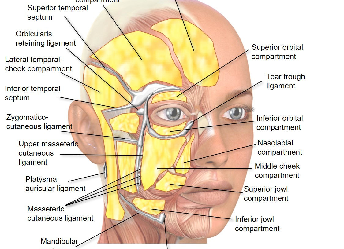 Ligaments and Fat Pads_v2.jpg