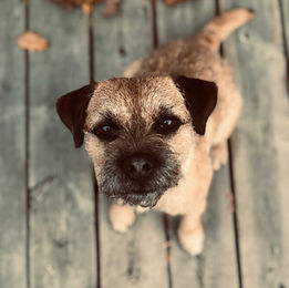border terrier dog