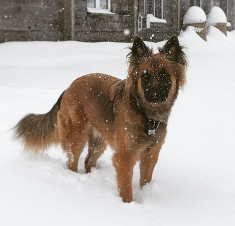 Urban Wolf Shepard mix