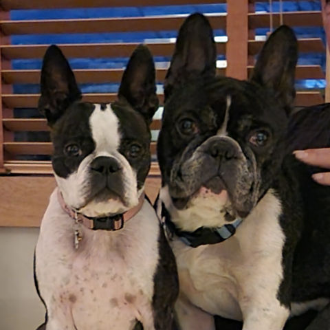 a Boston and a French bulldog