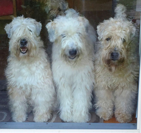 group of terrier dogs
