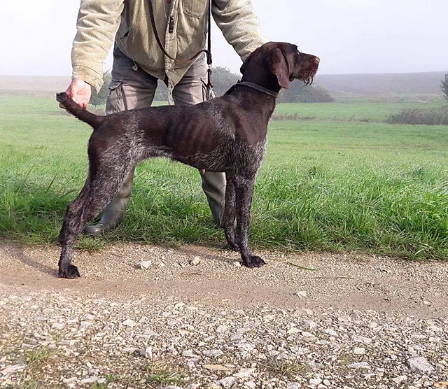 finished deutsch drahthaar for sale