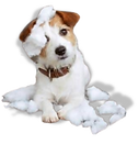 Votre chien est destructeur ? - Pixel Dogs - Léo, Éducateur Canin, à Nantes