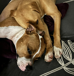 La team - Pixel Dogs- Educateur canin Nantes