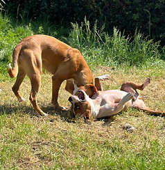 La team - Pixel Dogs- Educateur canin Nantes