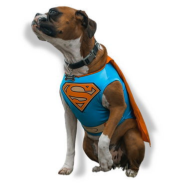 Pixel Dogs - Léo, Éducateur Canin, à Nantes
