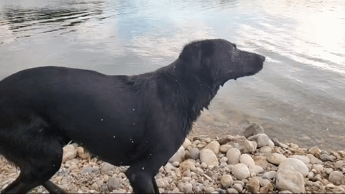 Contact Pixel dogs Nantes