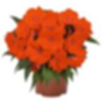 new guinea magnum orange