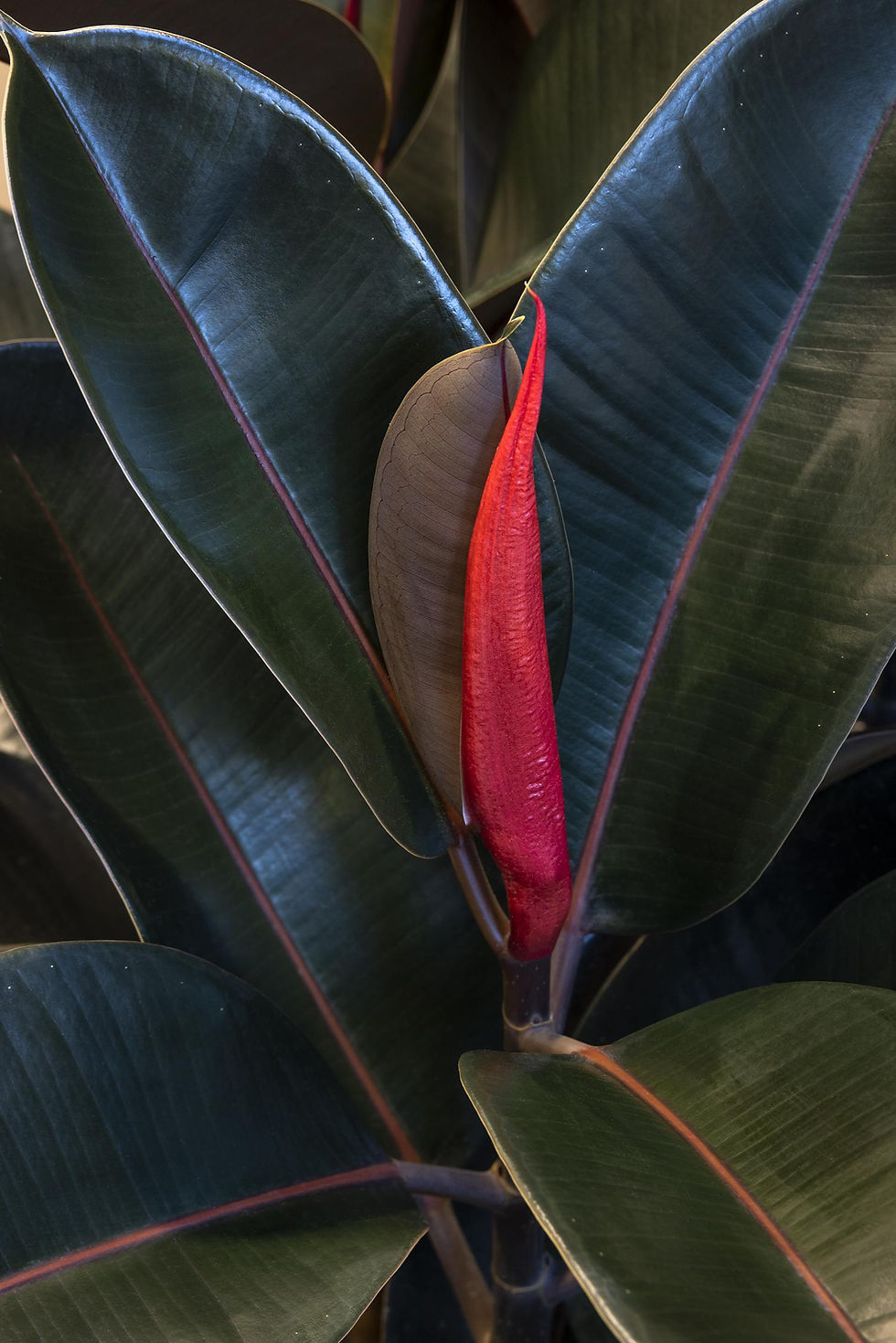 ficus abidjan