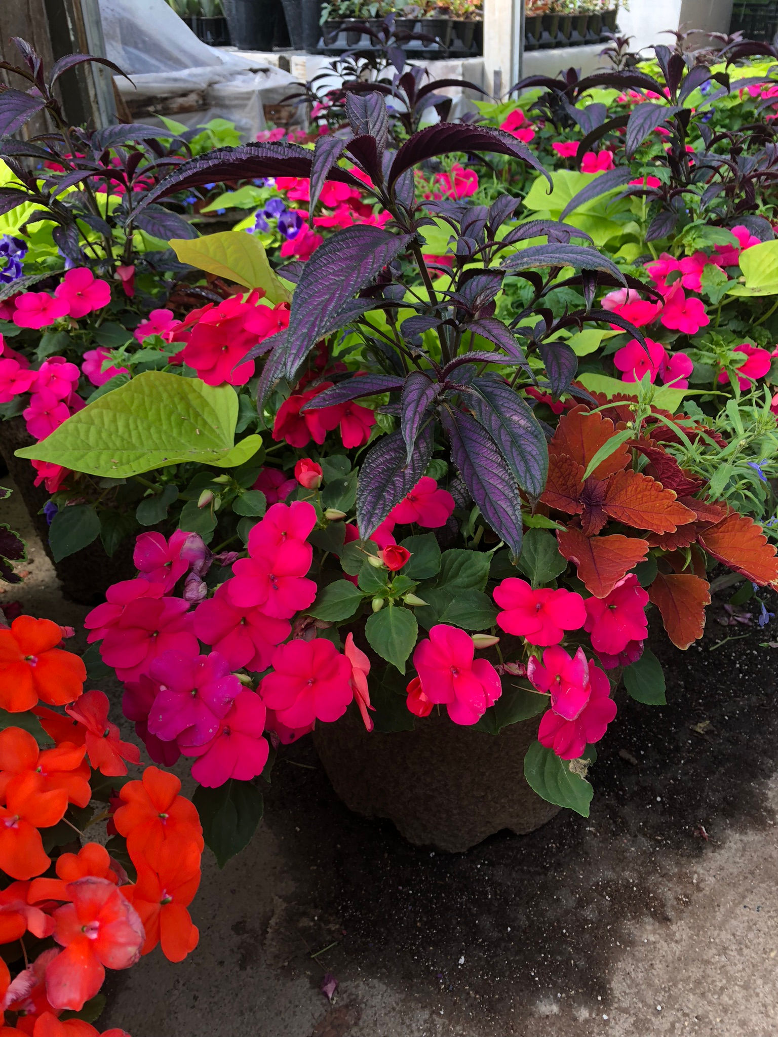 Shade Patio Pot