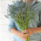 cynoglossum firnament