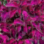 coleus party time pink fizz
