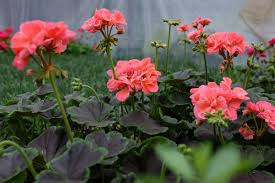 geranium brocade salmon night