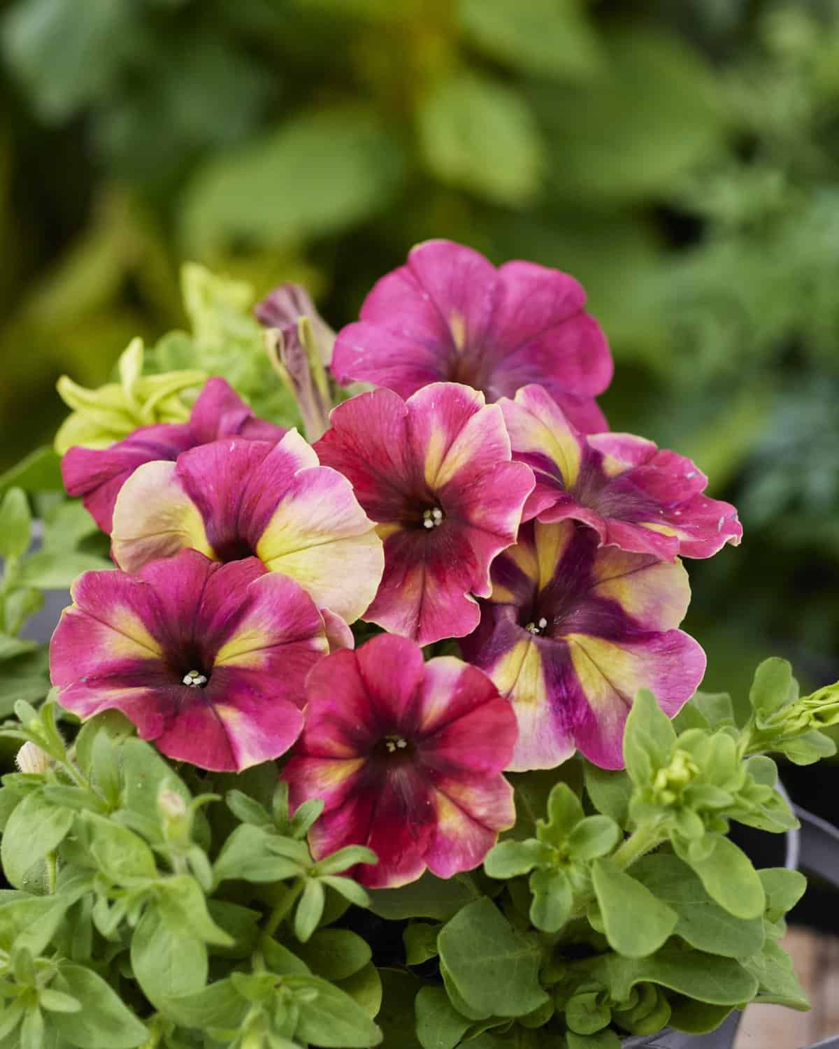 Petunia Shake Raspberry