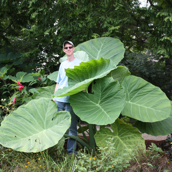 colocasia thailand giant