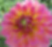 dahlia hynotica bicolor rose
