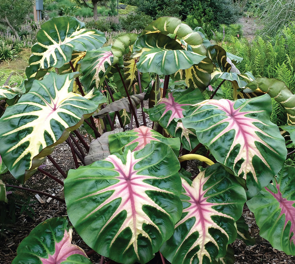 colocasia waikki