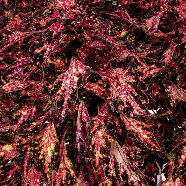 coleus down town santa monica