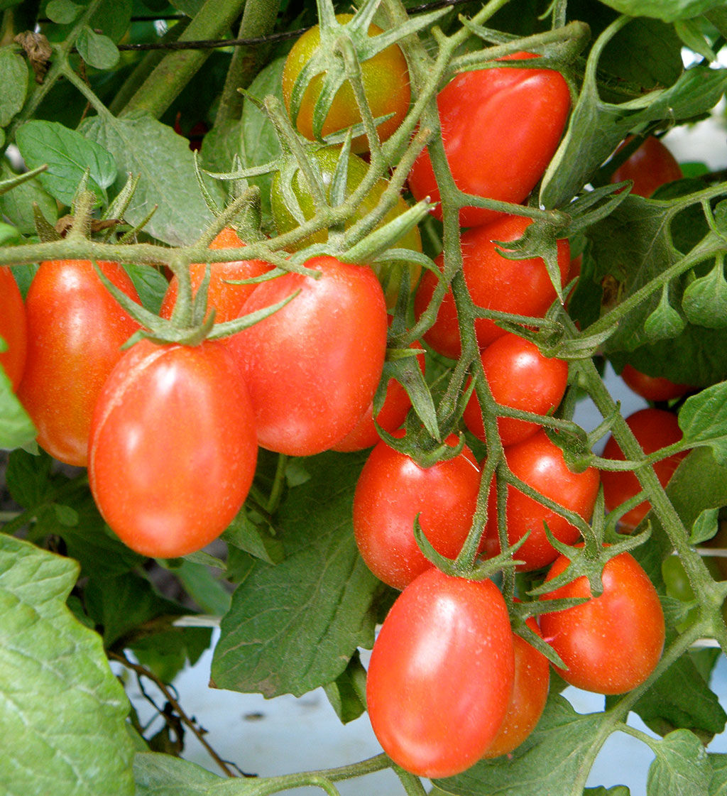 Tomato Grape