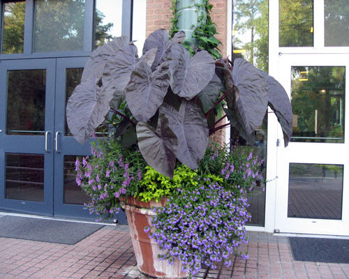 colocasia royal diamond head