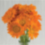 calendula alpha