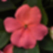 impatiens beacon coral