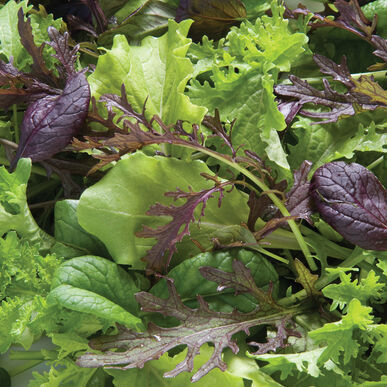 Greens Specialty Mix