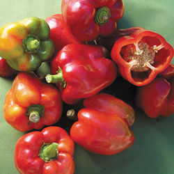 pepper bullnose