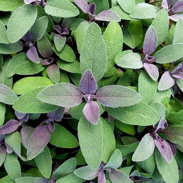 sage purple