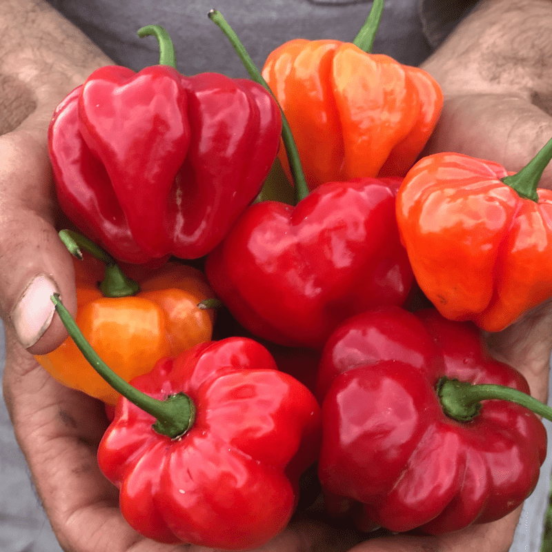 pepper aji dulce
