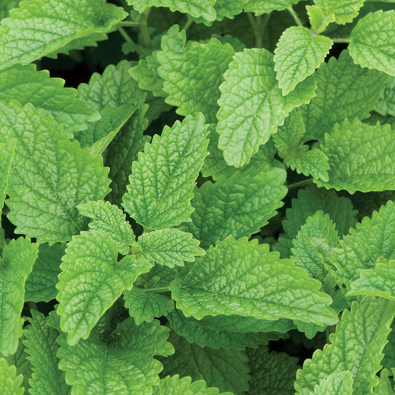 lemon balm