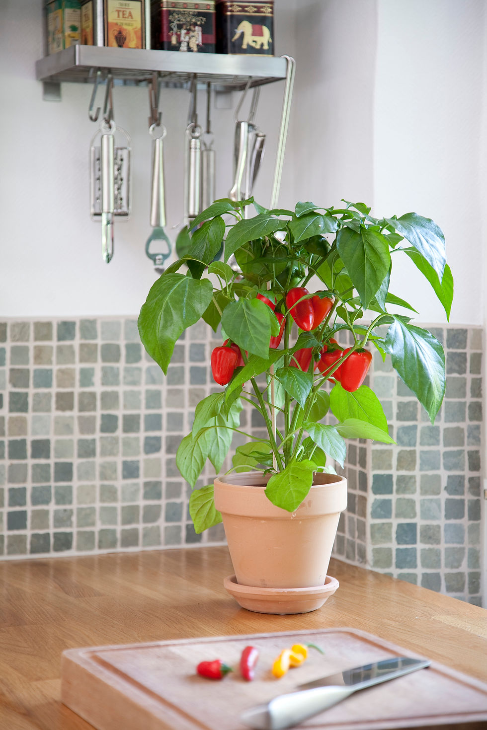 pepper fresh bites red