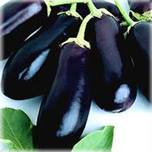 eggplant classic