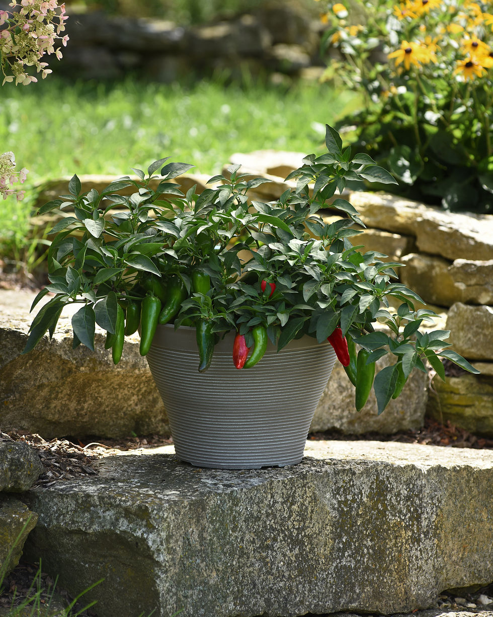 pepper pot-o-peno