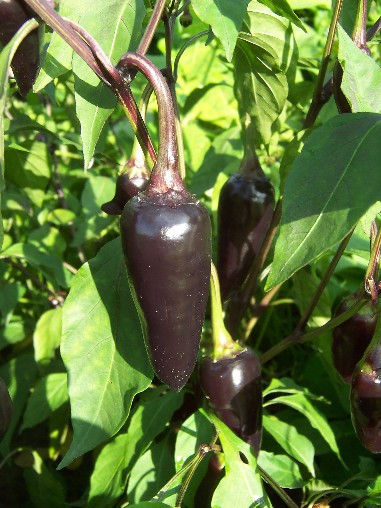 pepper purple jalapeno