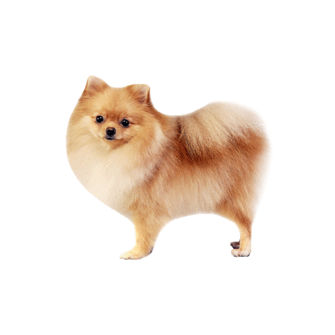 giphy (8).gif