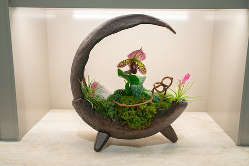 Exotic Orchid in RHD Bonsai Crescent Container | Terry Furuta Designs