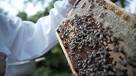 Bienen_2.jpg