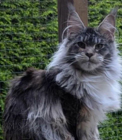 Illyrian Lynx Kelly Piquet