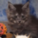 Light Blue Collar - 6 weeks - B26