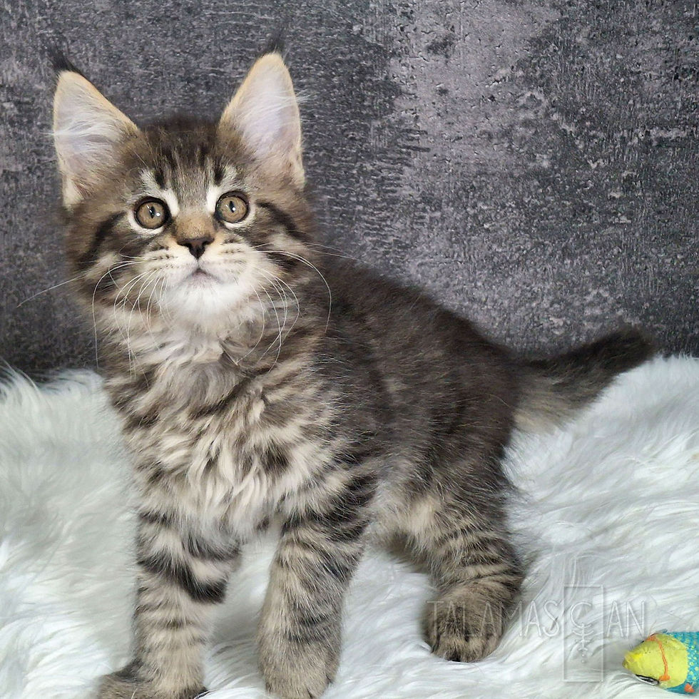 Red Collar - 8 weeks - A-26