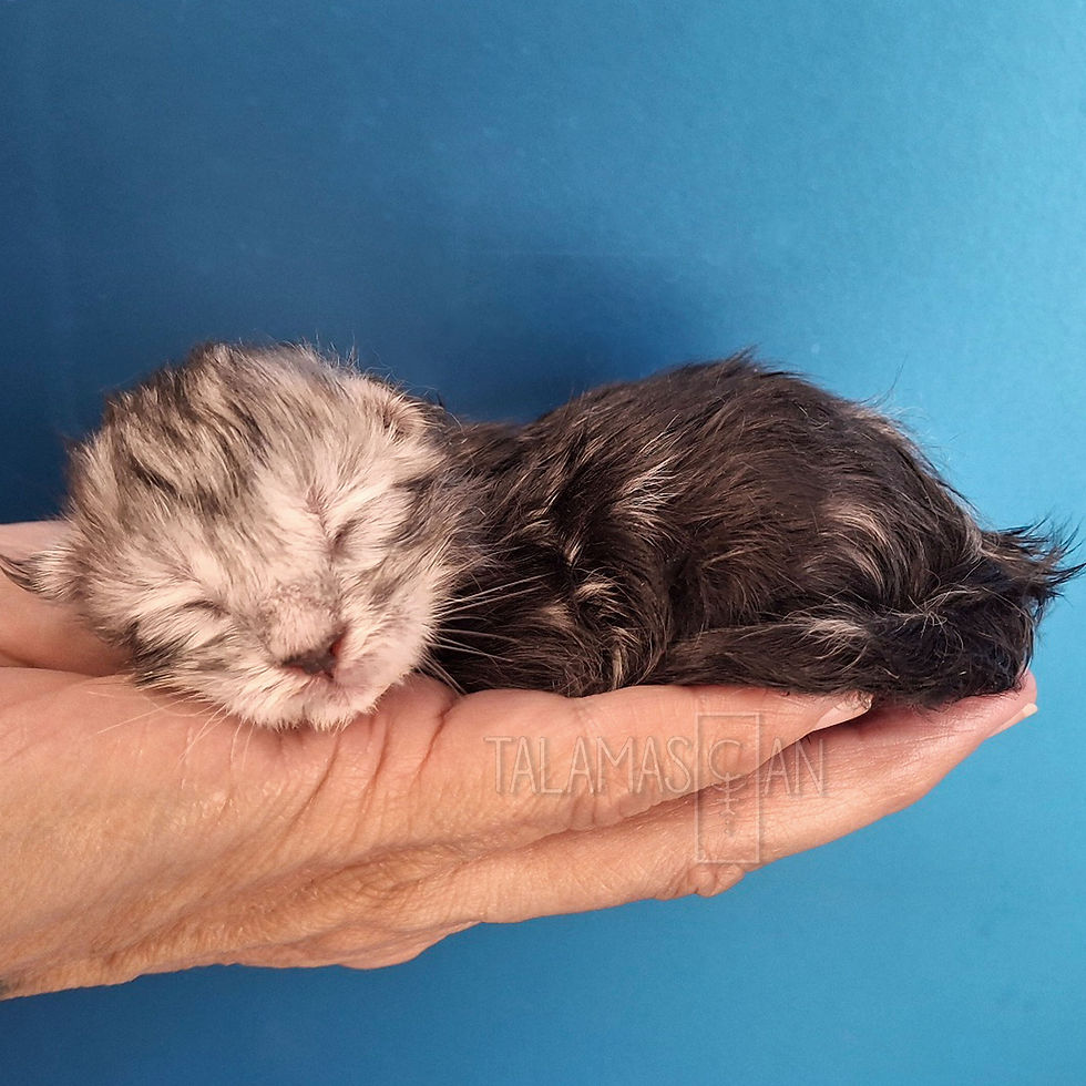Yellow Collar - Newborn - Z - 1