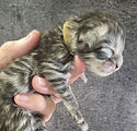 Brown Collar - Newborn - B26